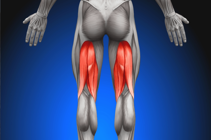 Hamstrings Anatomy -What Could Really Be The Causing Your Tight Hamstrings